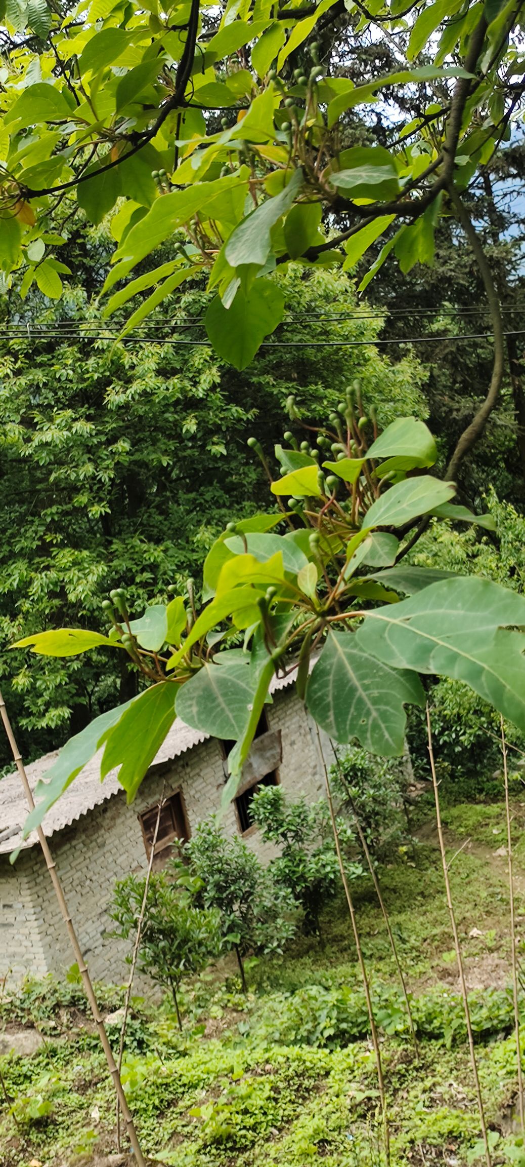  檫木种子