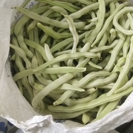 白条豆角  冷棚白豆角
