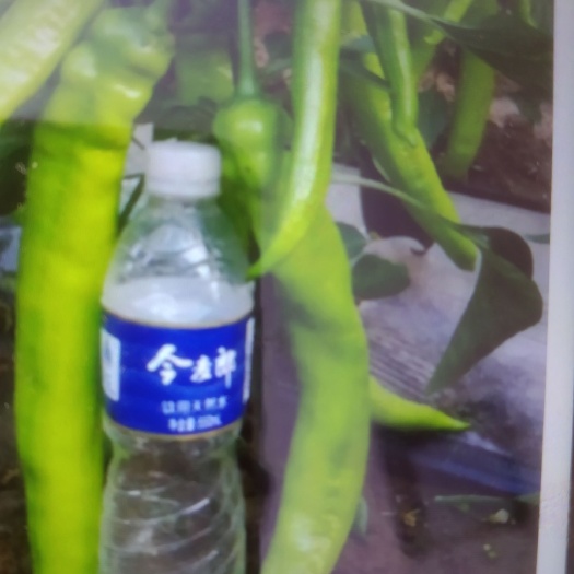 天镇县黄皮辣椒 各种辣椒