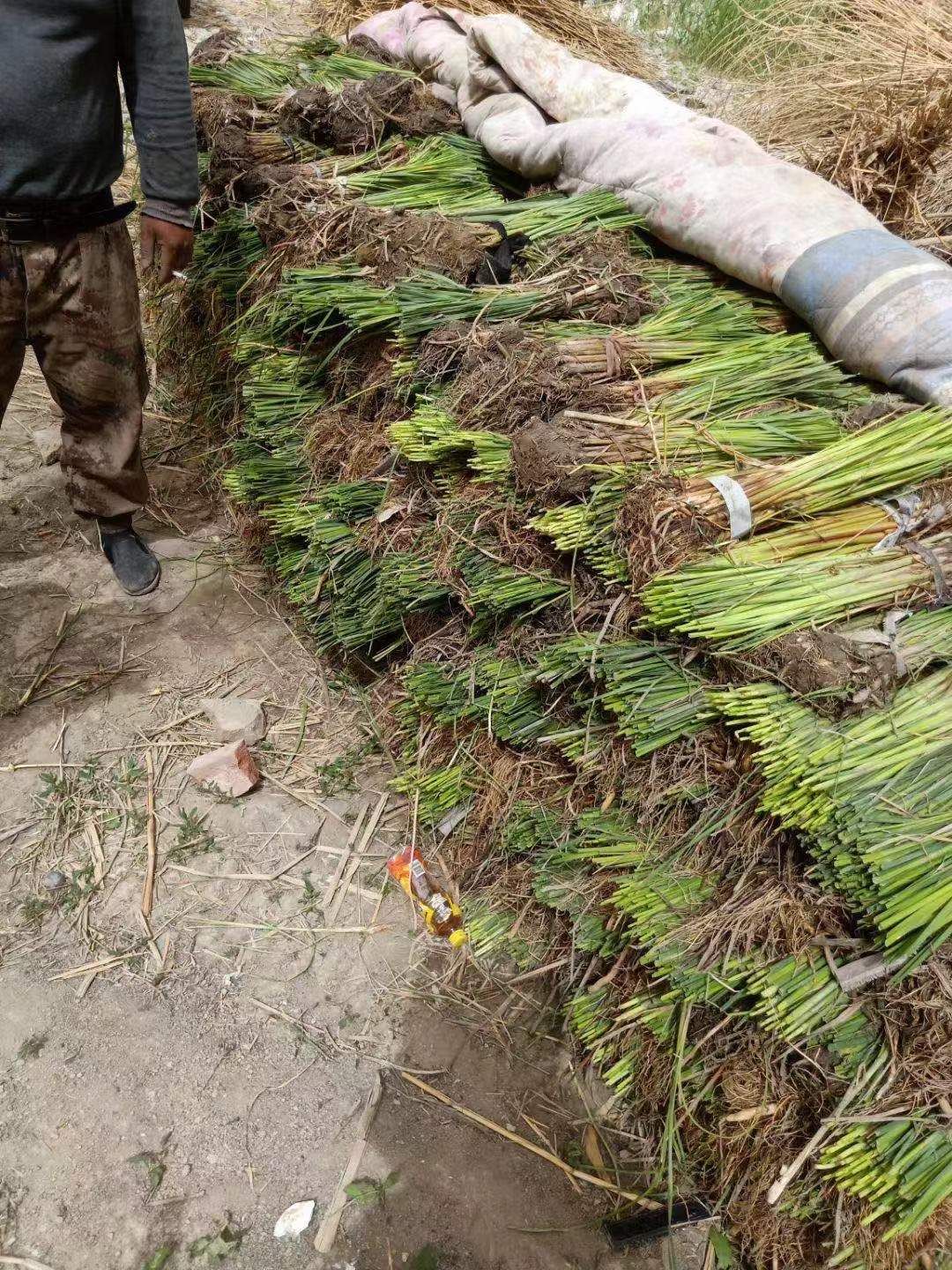 香蒲 水烛 盆栽香蒲 基地自产自销 量大价优