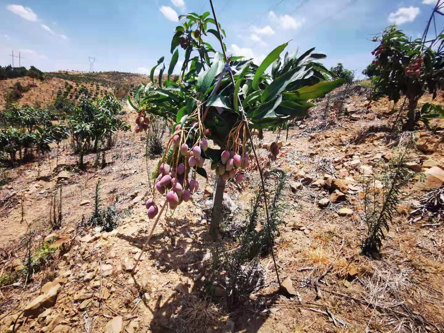 贵妃芒 攀枝花芒果，攀枝花独特的气候使得芒果更甜更香