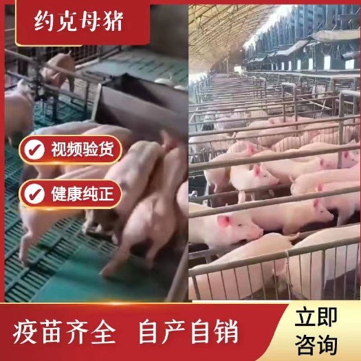 生猪  约克母猪，品种优良，体形健硕，防疫齐全，支持全国发货
