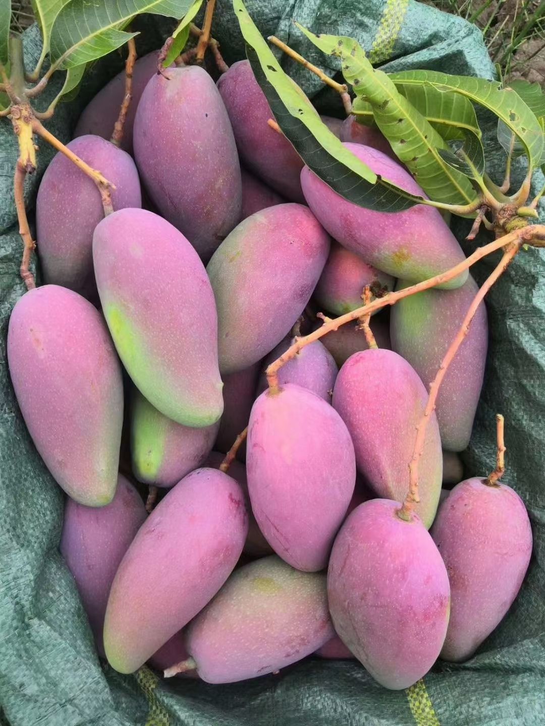 攀枝花贵妃芒一件代发