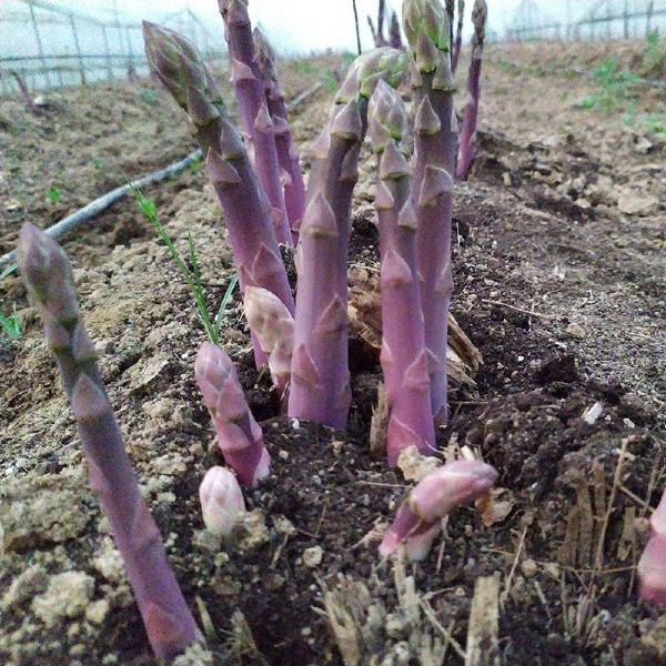 芦笋根  紫色芦笋苗抗病性强现挖现售可盆栽丰产稳产适宜四季栽