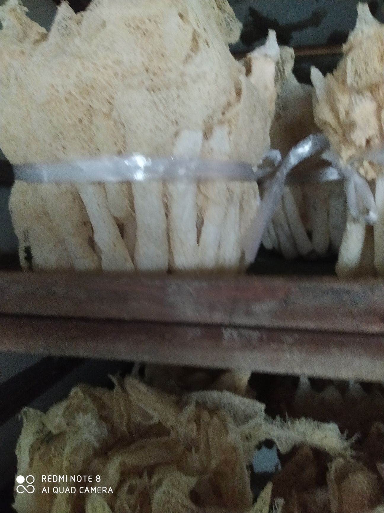 长裙竹荪  竹荪自产自销