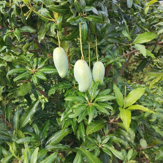 田东县 台农芒，桂七芒