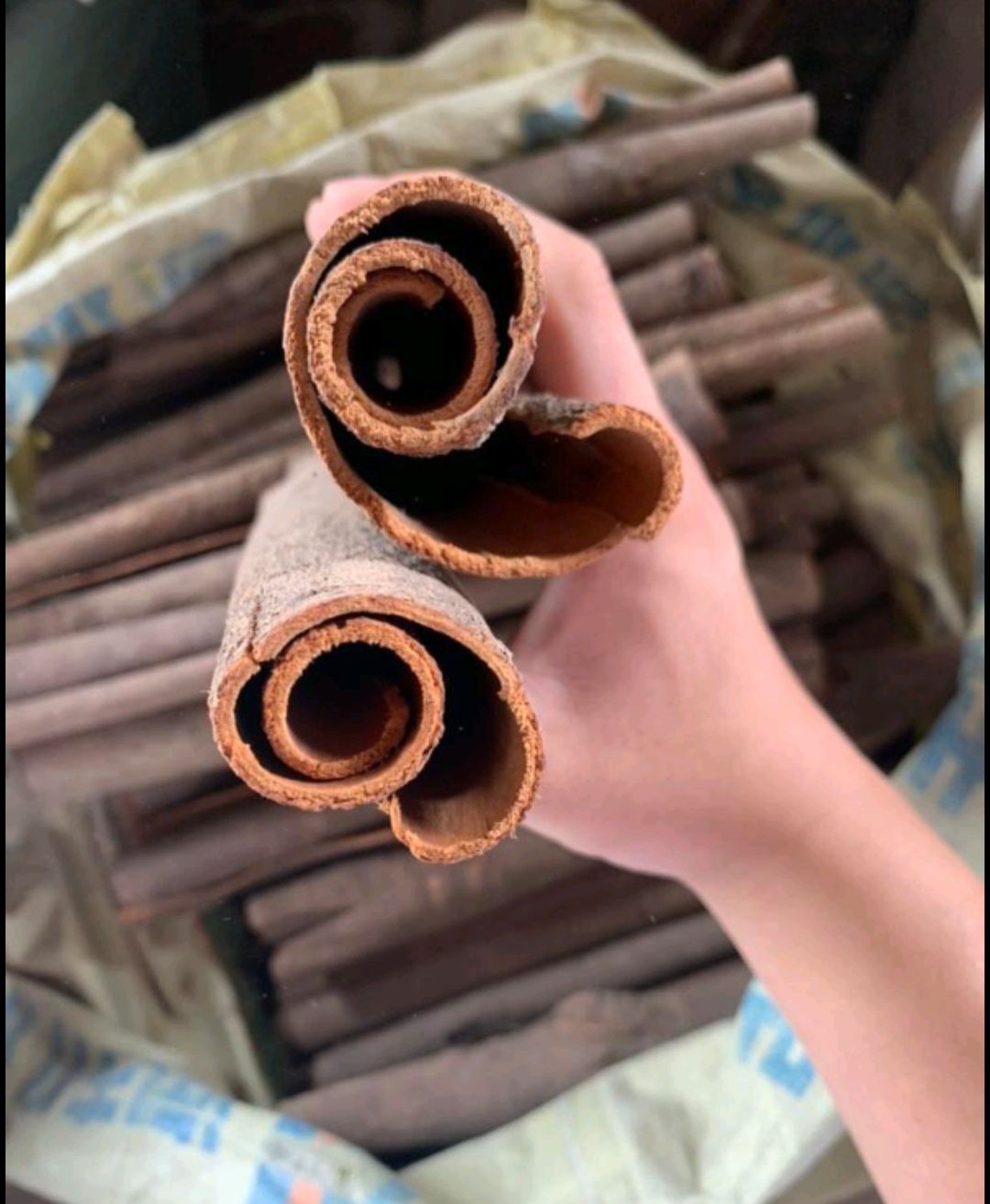 普通桂皮，广西桂皮天然晒干，产地直销