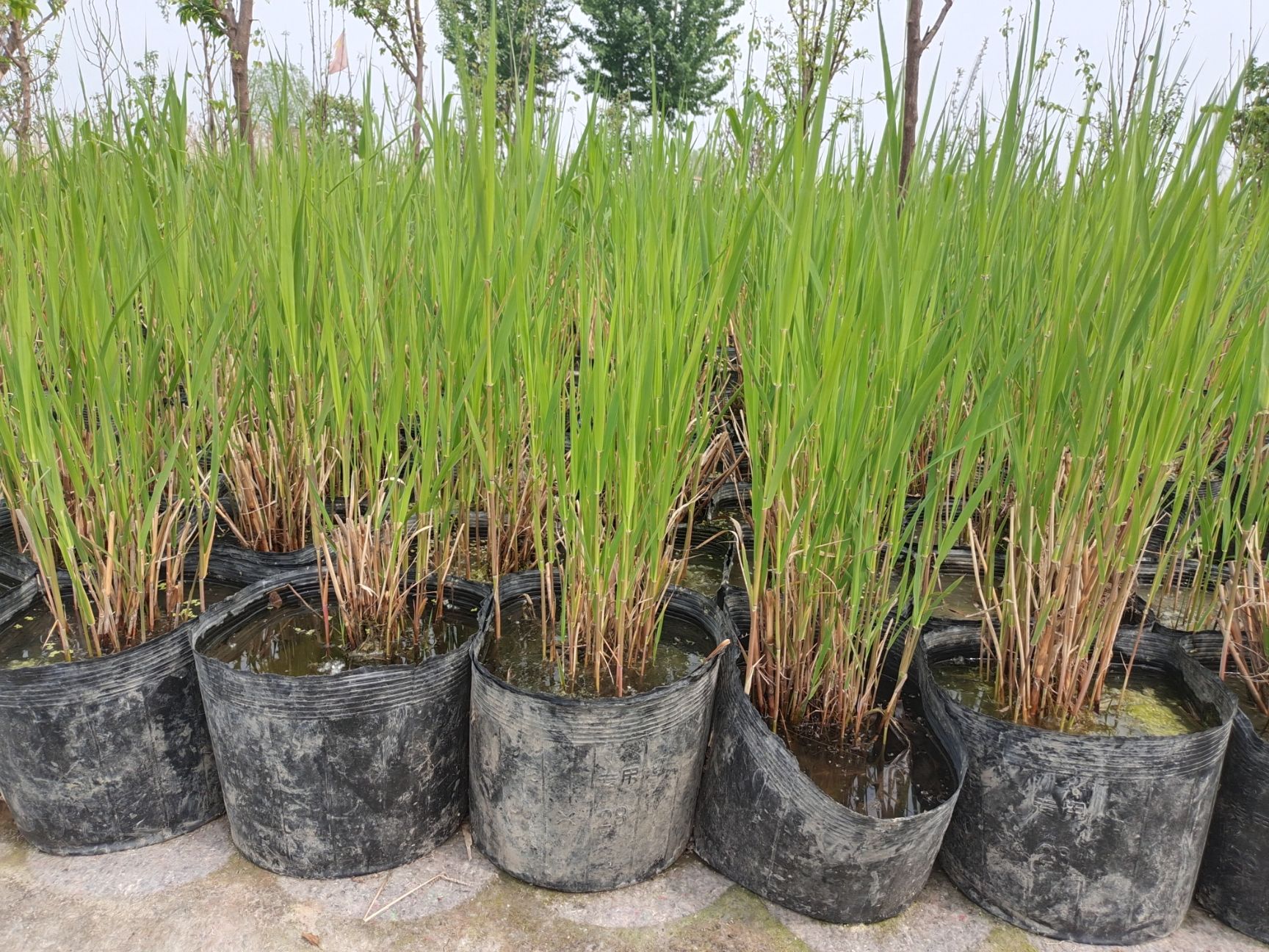 芦苇，白洋淀芦苇苗，盆栽芦苇，白根须多易成活，量大价优