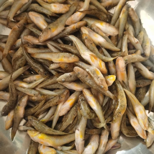 广州 山坑鱼仔