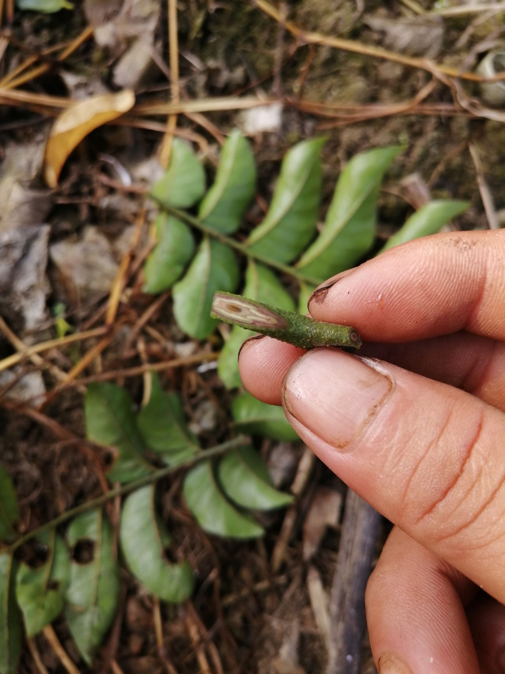 桂浦联成香蜜黄皮果地理标志产品