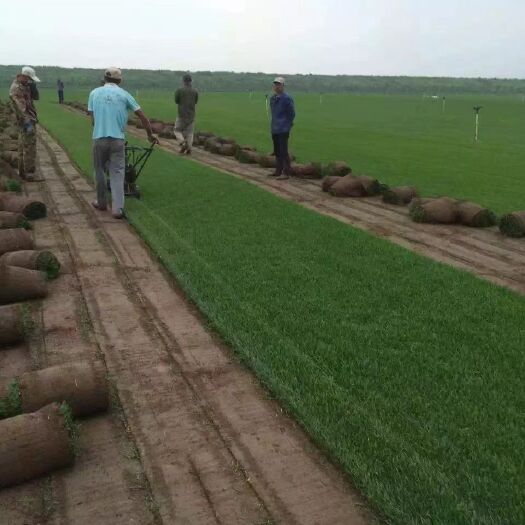 辽阳早熟禾草坪 早禾熟  剪股颖 大量上市