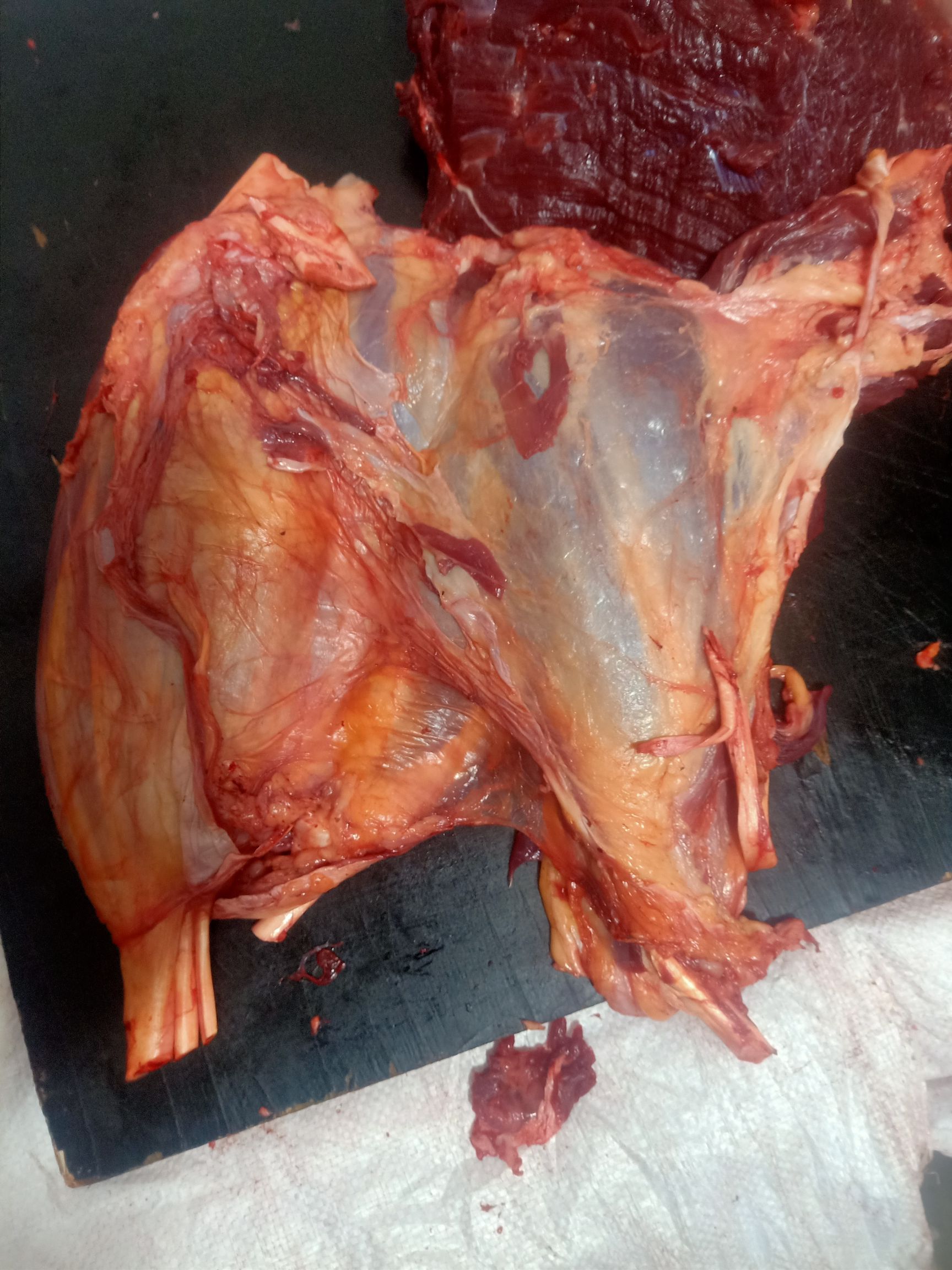 牛肉类  纯草地黄牛公牛，西门塔尔牛