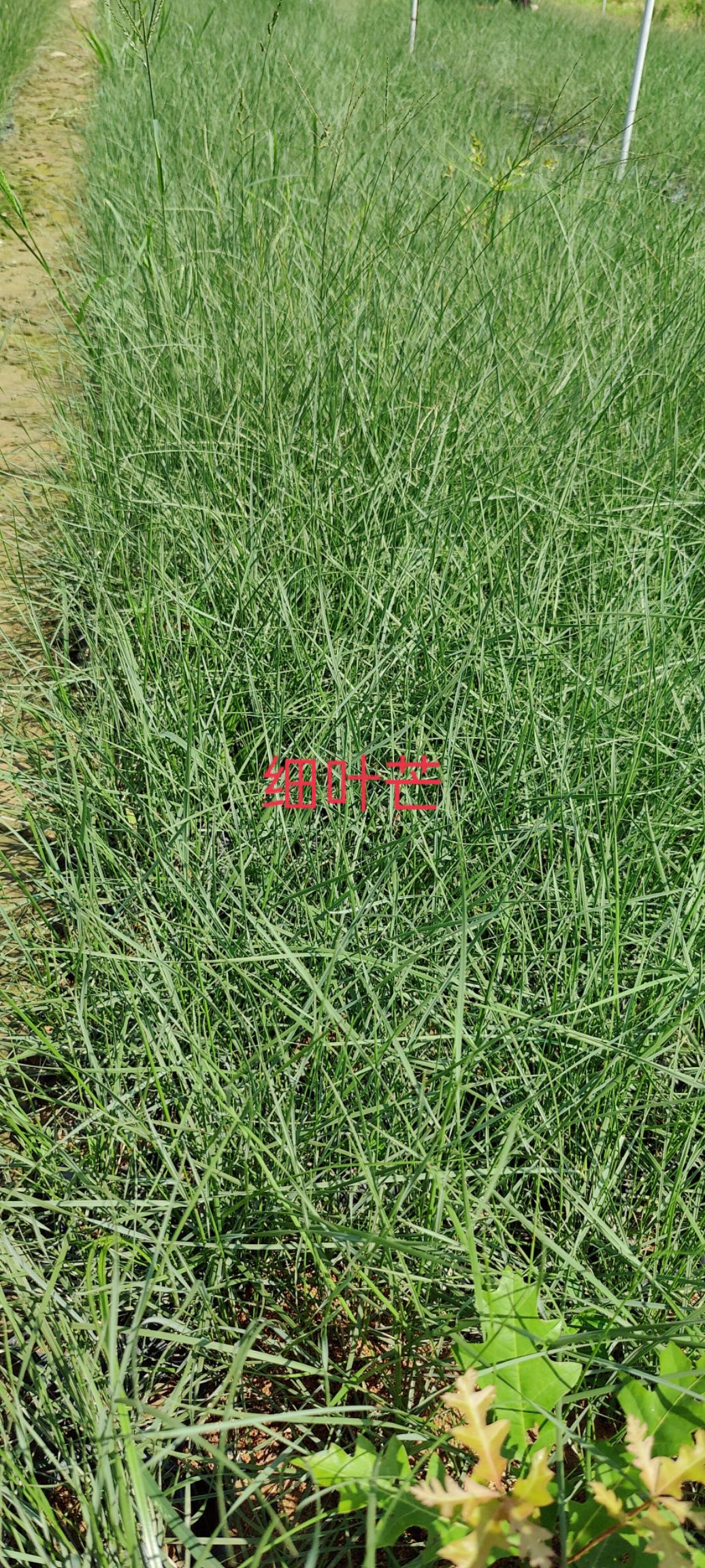 细叶芒 