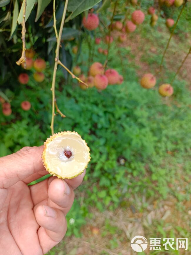 桂味荔枝  增城荔枝：桂味