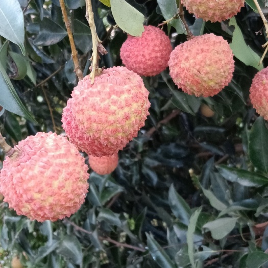 玉林桂味荔枝 广西壮族自治区玉林市福绵区 