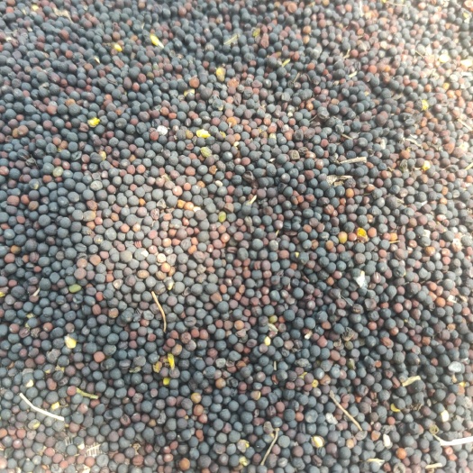 东台市油菜籽