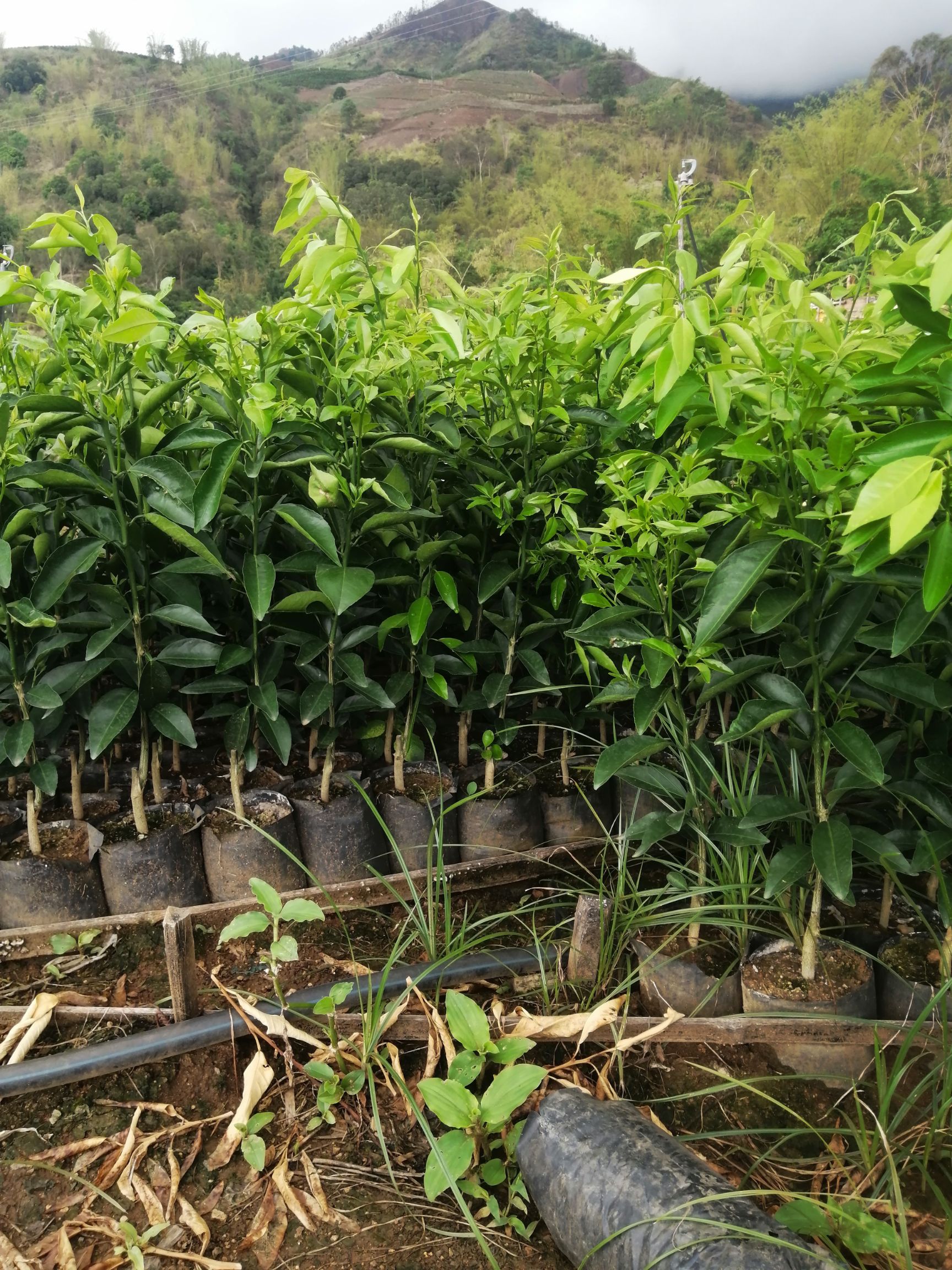 红橘沾木沃柑苗