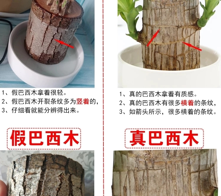 巴西木盆栽  【优质商品】巴西木水养幸运木盆栽办公驱蚊驱虫四季常青花卉绿植