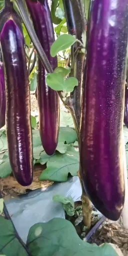 保山紫长茄  ，一手货源，全国发货。