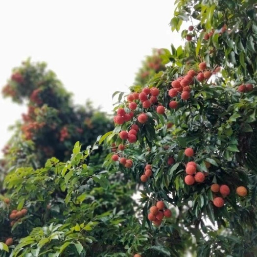 惠州广东惠州麻溪荔枝  糯米糍  桂味   妃子笑都有   走量