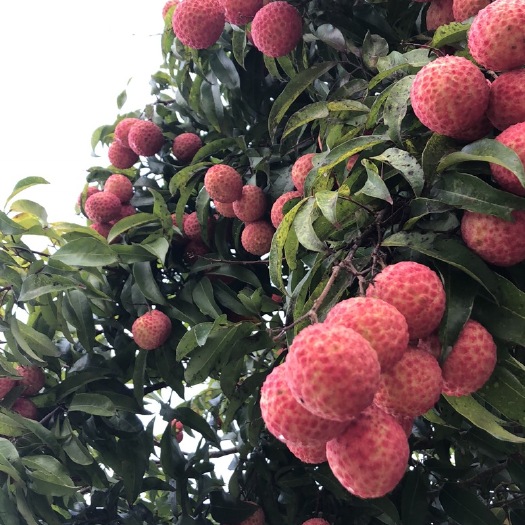 金华广东桂味荔枝