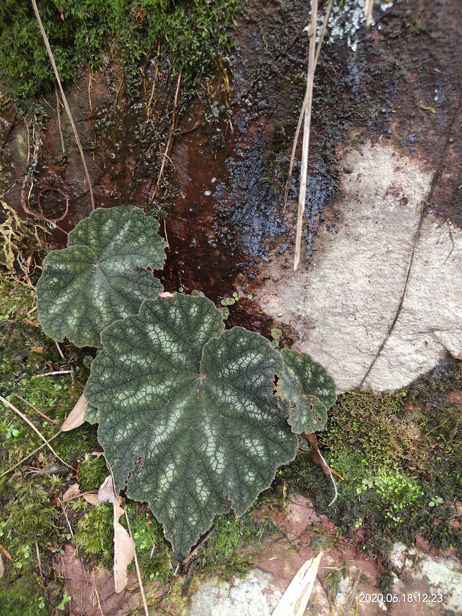 紫背天葵 紫背红天葵