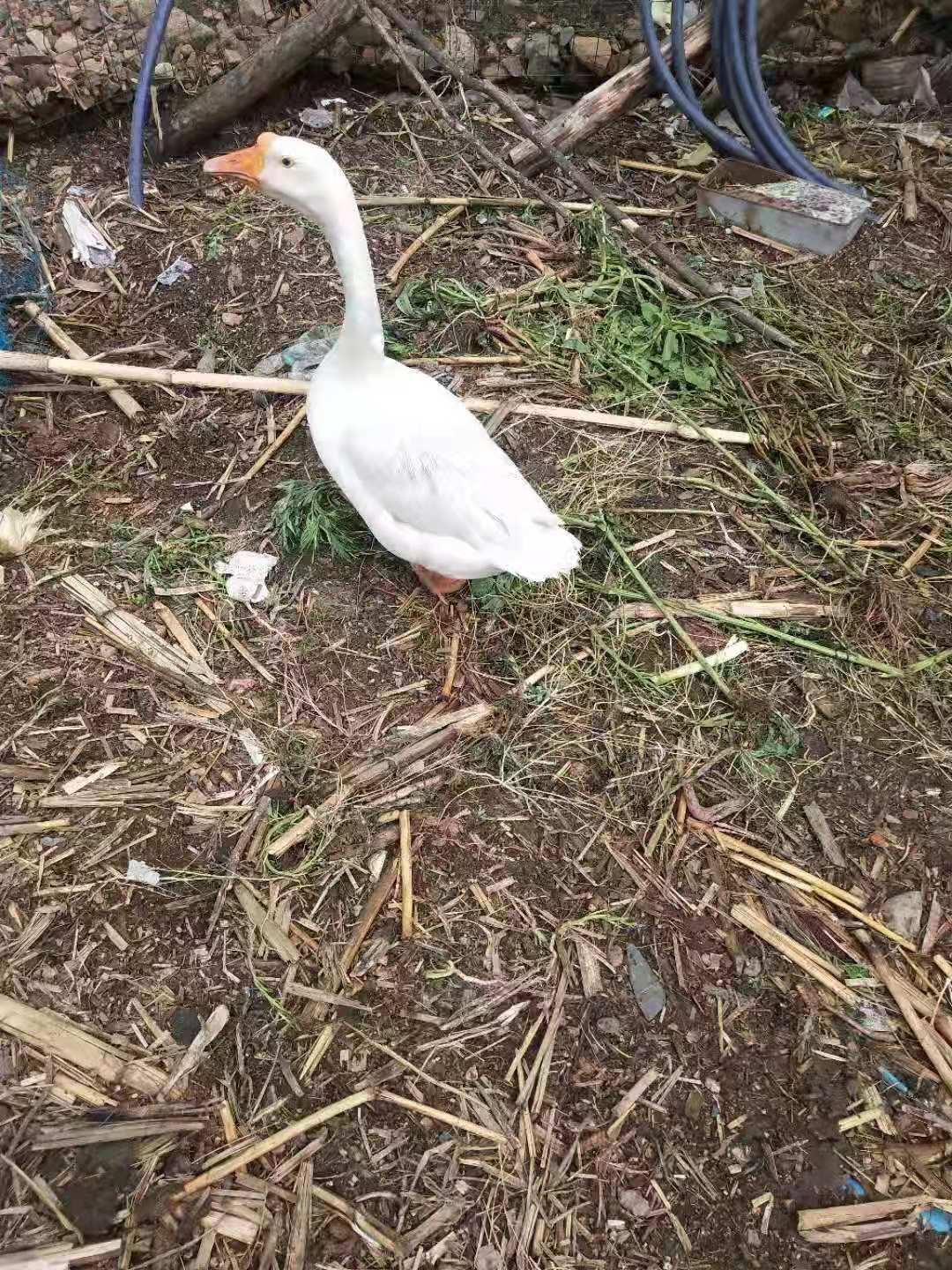 咸鹅蛋  笨鹅蛋，土鹅蛋