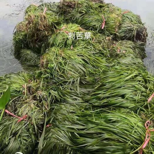 安新县苦草，矮生苦草，刺苦草等各种沉水植物种植