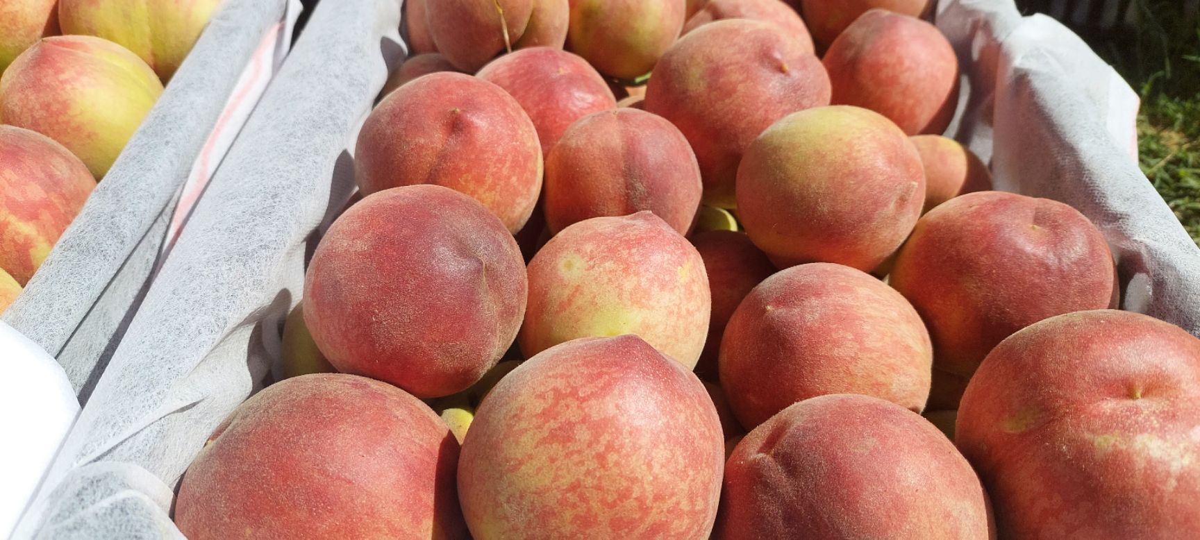 突围桃 山西省运城市芮城县 