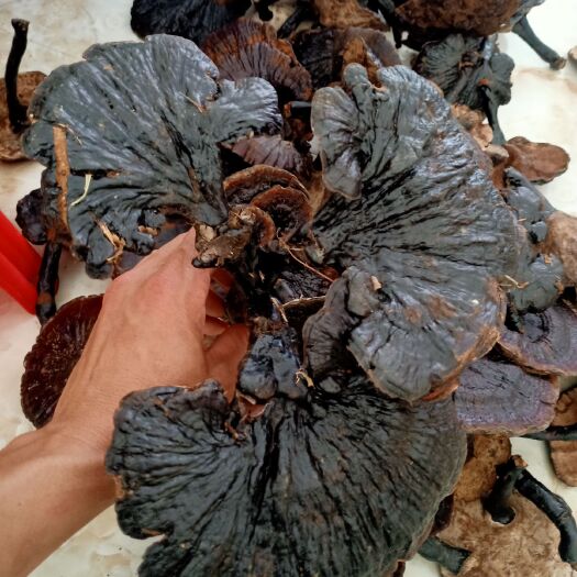 防城港黑灵芝  灵芝，大山天然灵芝，大小灵芝