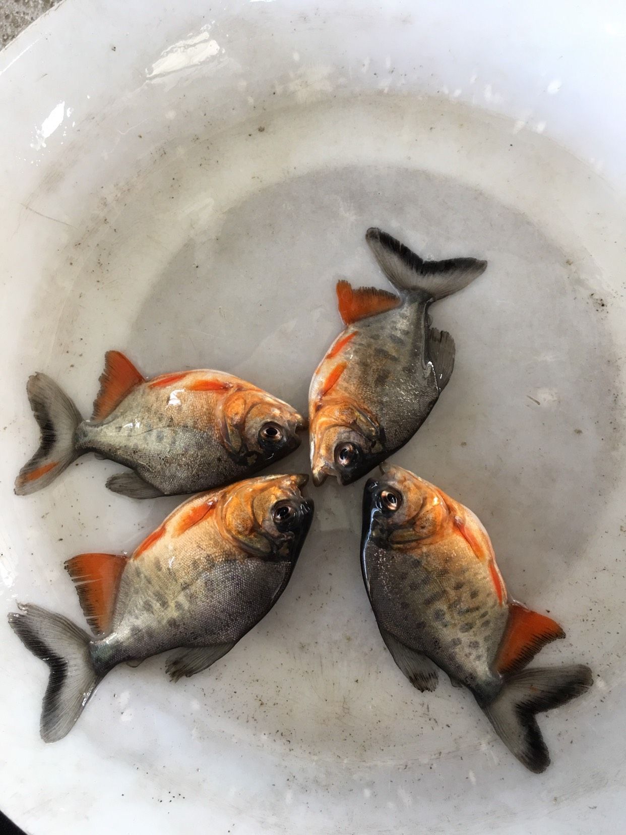 红鲳鱼苗