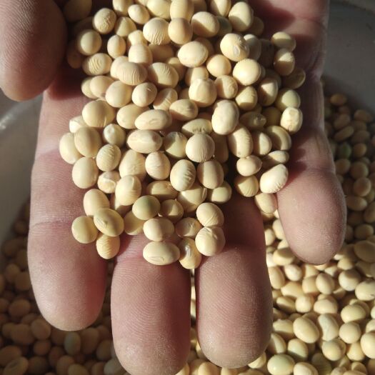 曹县黄大豆 山东省菏泽市曹县 生大豆 1等品 豆粒