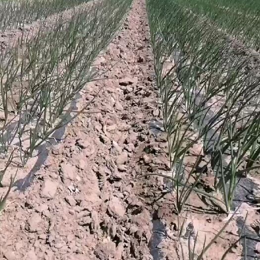 长岭县黄皮洋葱 产地一手直销洋葱！红葱，黄葱量大！8月份上市