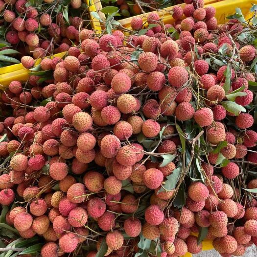 廉江市桂味荔枝 荔枝王桂味上市