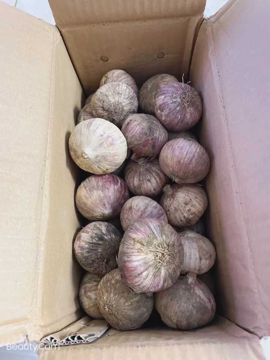  云南大理紫皮独头蒜干蒜