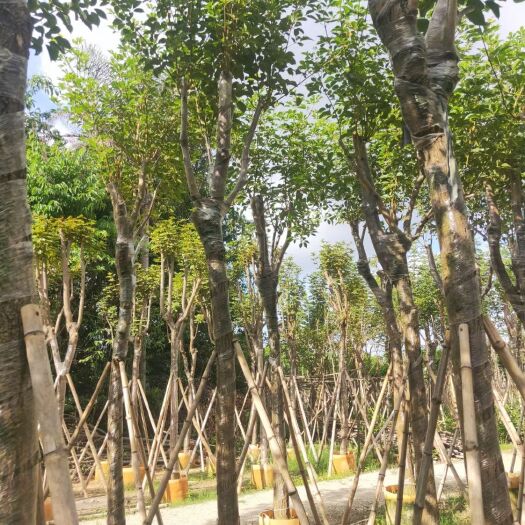 普宁市5～15公分黄花风铃木