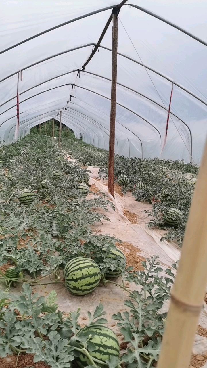 商品详情采收批次:1茬产地:云南省曲靖市马龙区品种名:美都西瓜商品