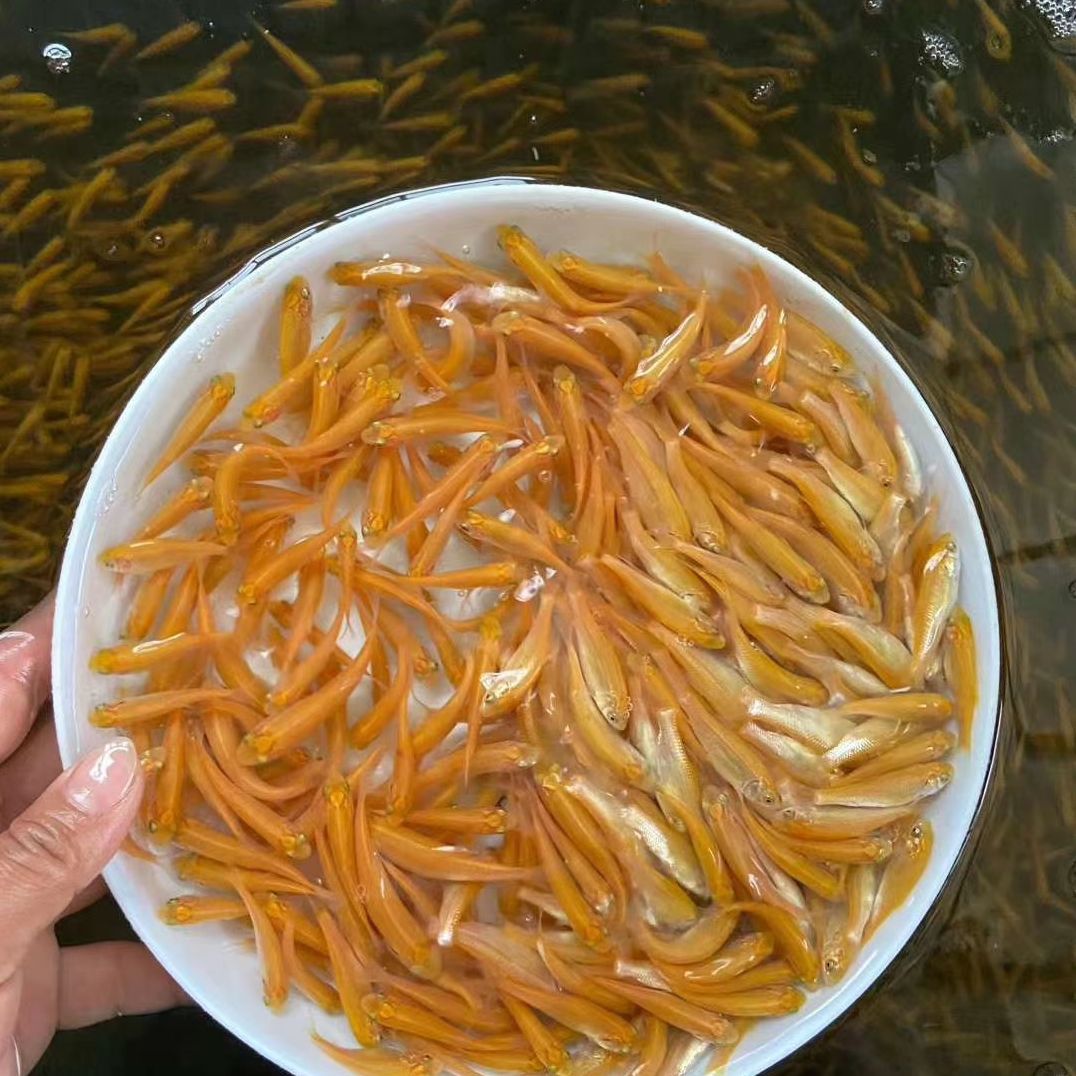 金草鱼苗批发]金草鱼苗草鱼:金丝鲩，金色草鱼，抗病力强。价格