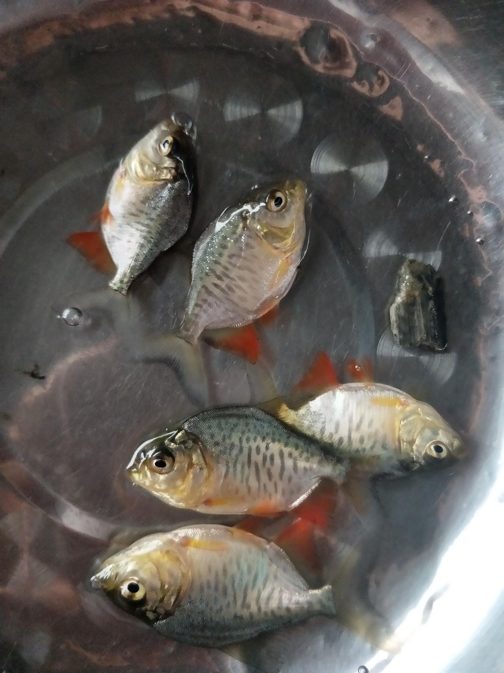 红鲳鱼苗