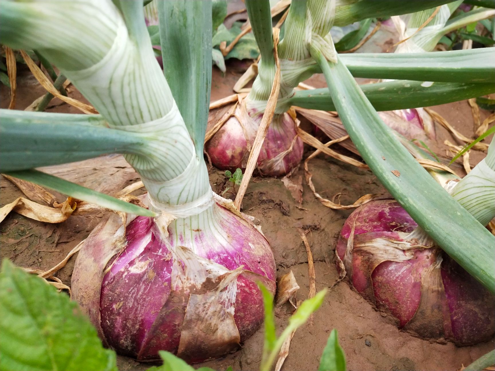 红皮洋葱 紫皮洋葱，邯郸基地供应，量大质优