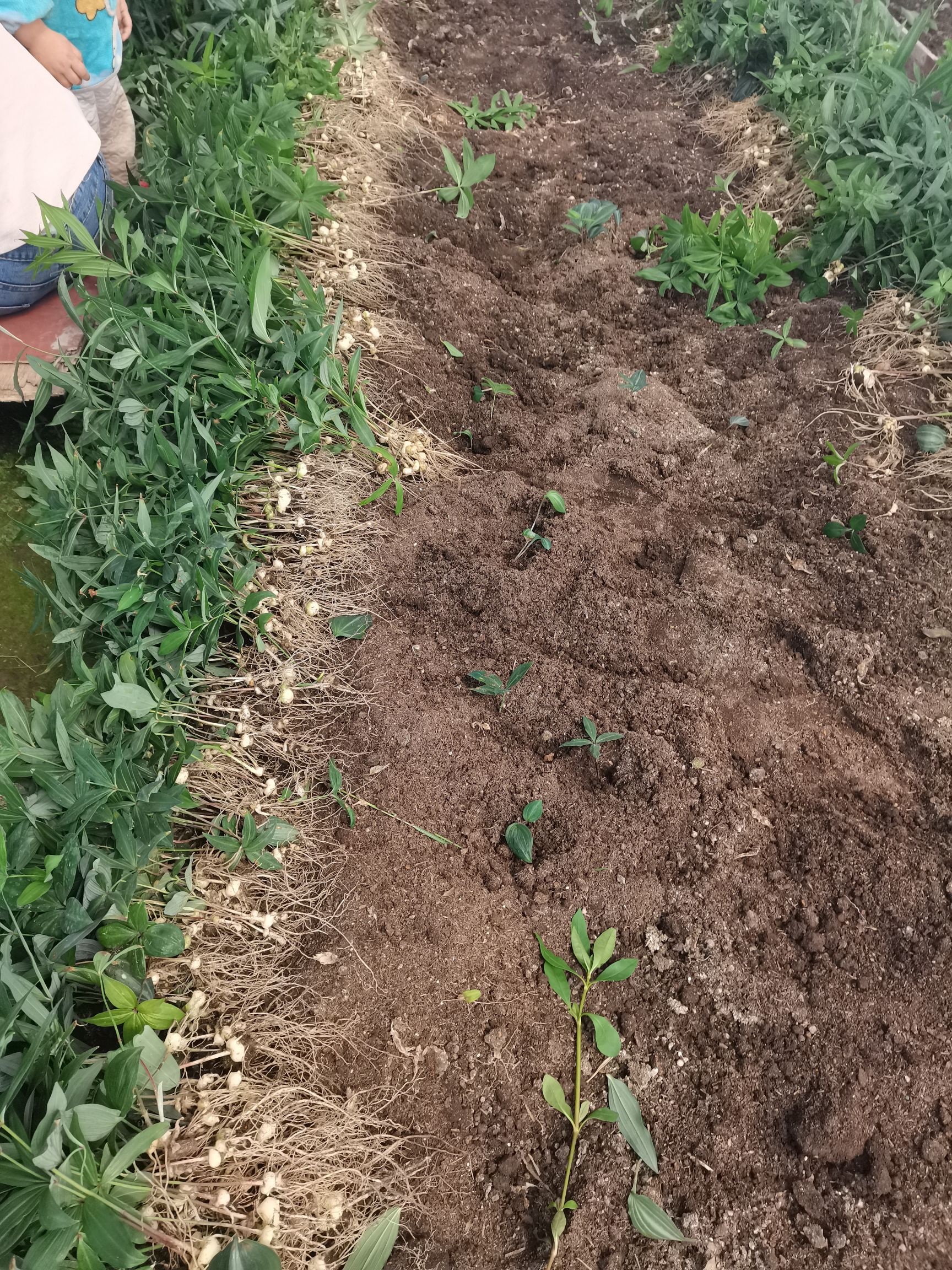 黄精种苗  云南滇黄精两年籽育苗免费提供种植技术包回收