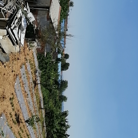 烟台果园 樱桃园出售