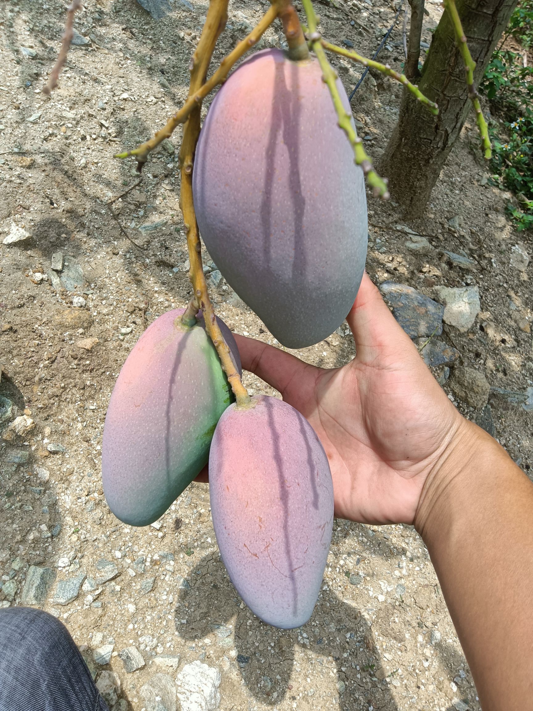 贵妃芒  云南红河热带 芒果香甜可口 场地批发 价钱合适