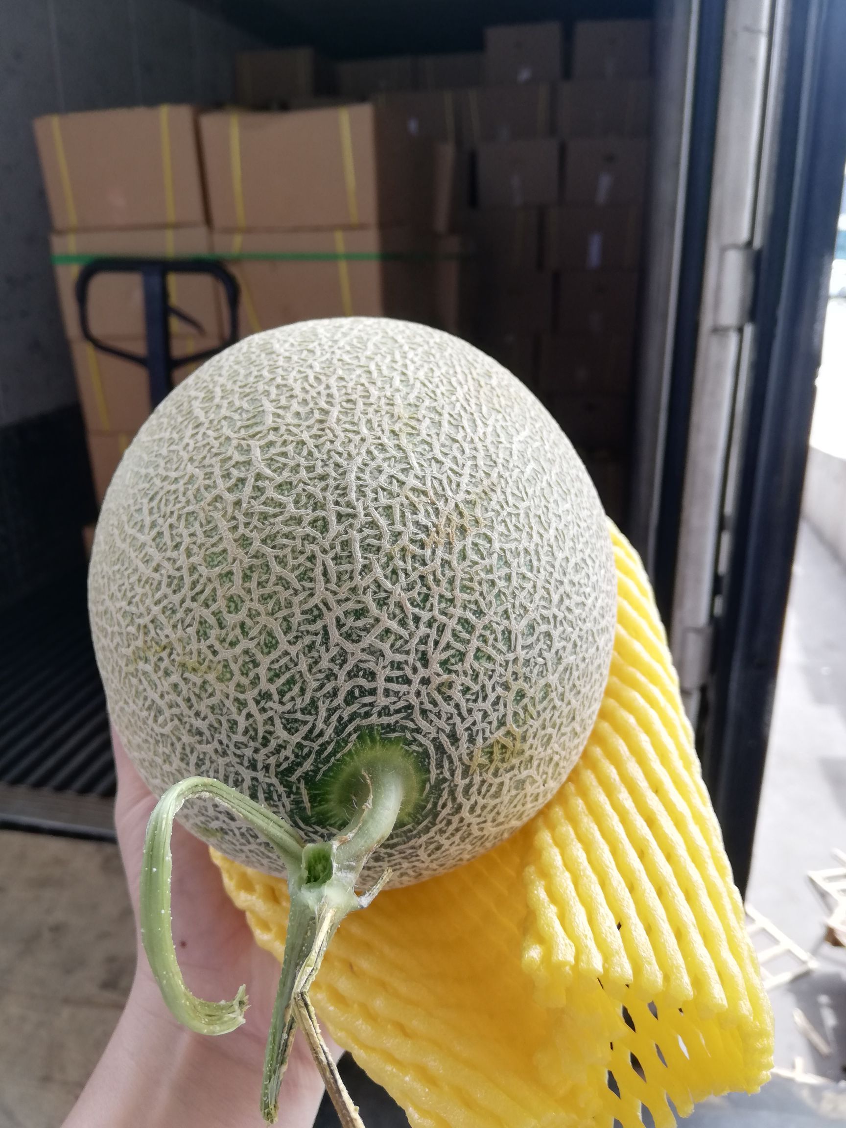 西州蜜  西周蜜25号火热上市新疆吐鲁番火焰山哈密瓜