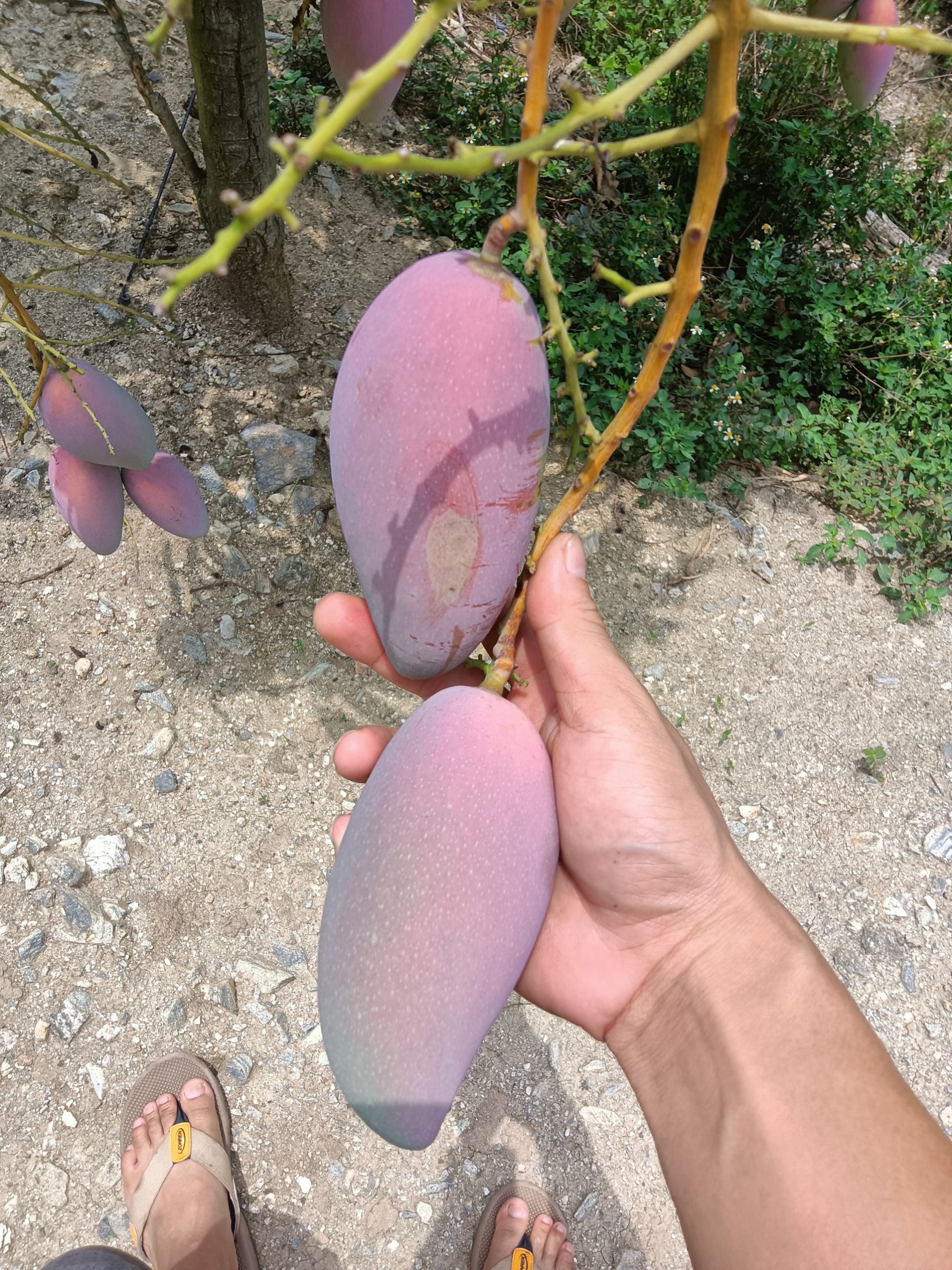 贵妃芒  云南红河热带 芒果香甜可口 场地批发 价钱合适