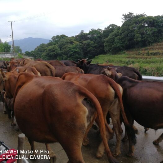 古田县散养土黄牛鲁西黄牛，肉质鲜，出肉高