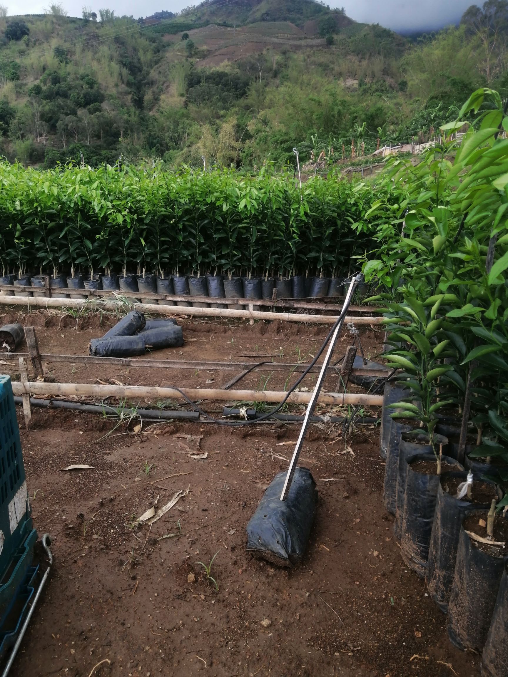 红橘沾木沃柑苗