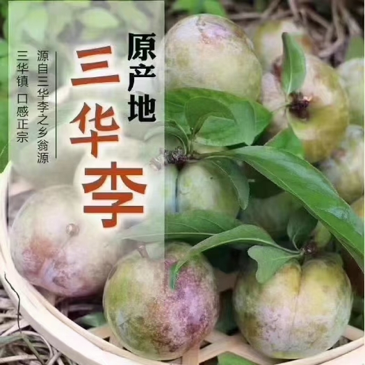 翁源县 正宗翁源三华李
