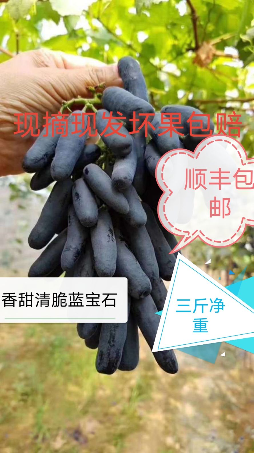 甜蜜蓝宝石葡萄金手指葡萄