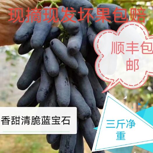西昌市甜蜜蓝宝石葡萄金手指葡萄